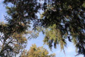 IMG_6058